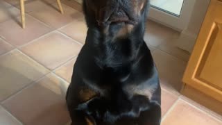 Rottweiler’s will do anything for a treat!