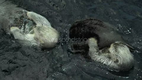 Funny sea otters relaxing and floating 4k, otter swimmi fish, otter yawns, otters scratching