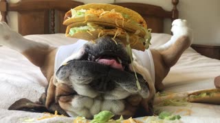 Taco Dog