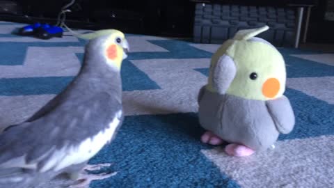 Alex The Cockatiel Has An Interesting Encounter With A Plush Toy Version Of Himself