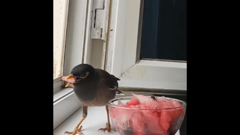 A vase with a watermelon for a bird !