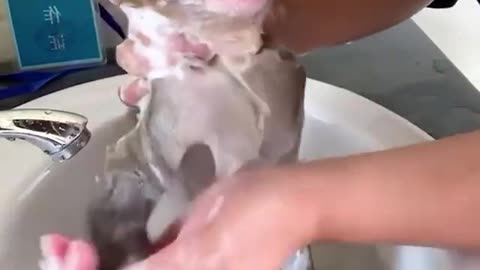 bath in monkey baby