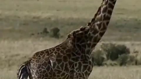 giraffe give a birth of baby in Maasai mara #shorts #giraffebirth