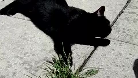 Black Cat in the sunshine