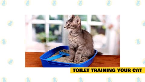 Cats 101: Training Basics and Tips