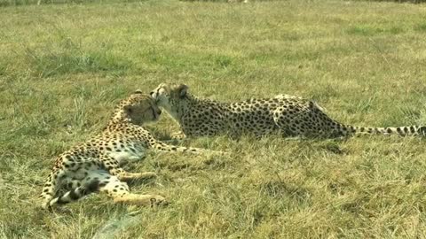 Pair Of Cheetah