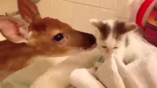 Kitten loving deer wow