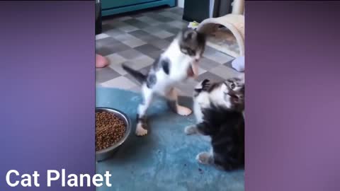 Funny Cats Video Compilation 2021!