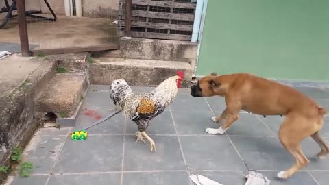 Epic Dog vs Chicken Battle 🐶VS🐔 funny pets