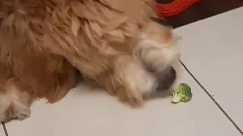 Pup tries broccoli for the first time, has hilarious reaction