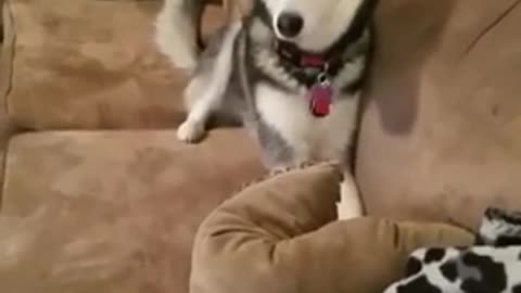 So cute and funny! Husky throwing a tantrum
