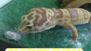 Leopard Gecko Eating A Dubia Roach