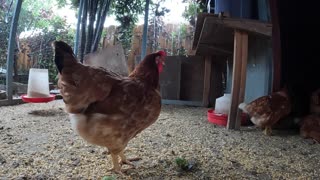 Backyard Chickens During Hurricane Hillary Sounds Noises!