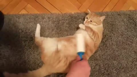 Kitty Melts While Owner Pampers Her With Lint Roller