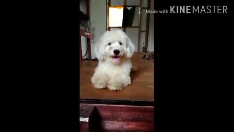 MOST FUNNIEST ADORABLE DOG 👏PERFORMING👏 DOG