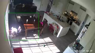Cat Knocks Chair Over and it Lands on the Dog