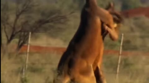 Kangaroo's fight is so amazing 🦘