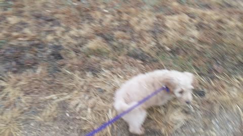 Lucy's First Walk