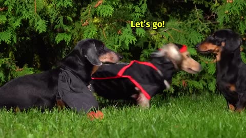 HALLOWEEN MISCHIEF - Cute & Funny Wiener Dogs Go Trick or Treating!