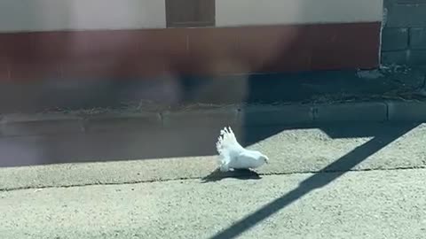 Very Beautiful Pigeons