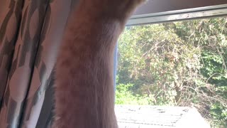 My Cat gets stuck on window blinds