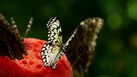 Beautiful Butterflies within Nature -Best Instrumental Music with Nature Sounds