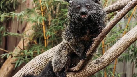 The Rare Bearcat That Could Be Own