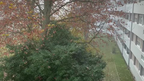 Foggy Autumn in Geneva
