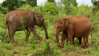 A group of elephants eat in the woods