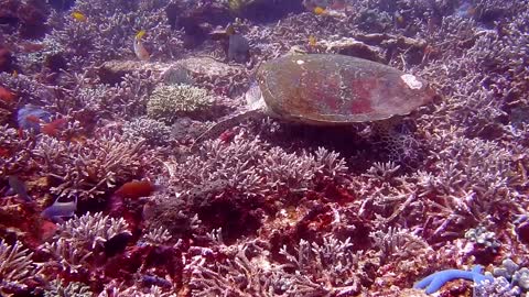 Lovely Fishs And Turtle Under The Sea