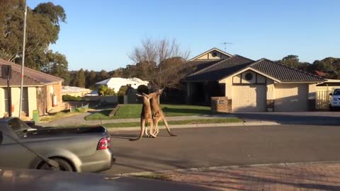 Wild kangaroo street fight Aussie style