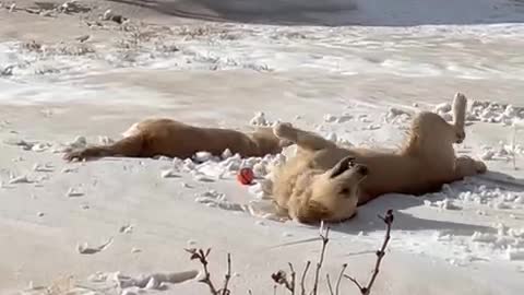 Goofy golden retrievers playing in the snow