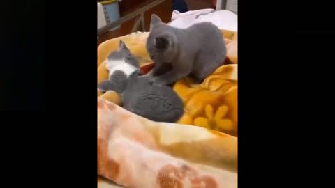 Cat massage funny video 2