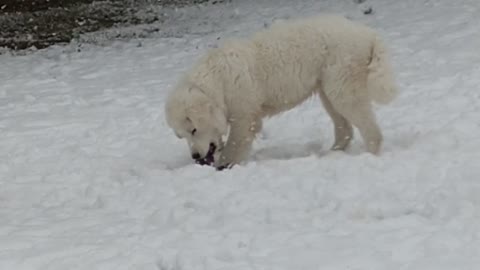Maximus plays in the snow