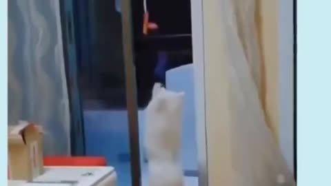 CUTEST PET VIDEO 2