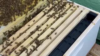 Hive 1, Part 3