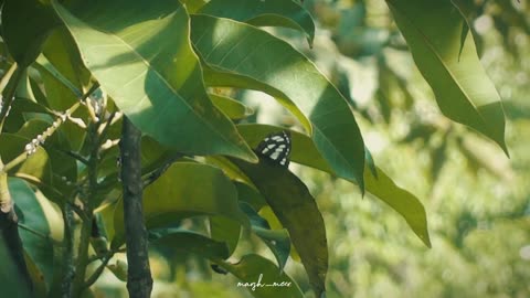 A butterfly was in the mango tree before the rain came...🦋