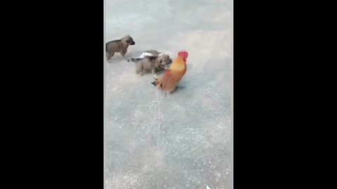 Dog Vs Chicken | Fight