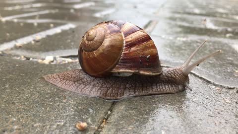 how to move snail.