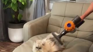 Cat doesn't budge for hoover