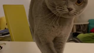 Very Smart Cat Rings The Bell To Get Treats