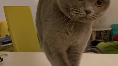Very Smart Cat Rings The Bell To Get Treats
