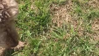 Fluffy brown dog on grass bites tennis ball