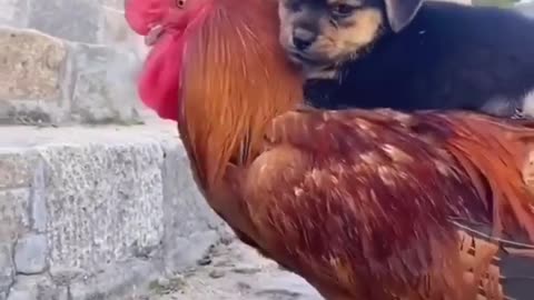 puppy riding chicken 😂