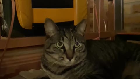 A cute cat on a warm stove