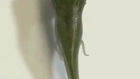 Metamorphosis of a tadpole