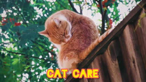 Cat care