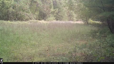 Opening Morning Buck 1