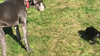 6 Puppies playing