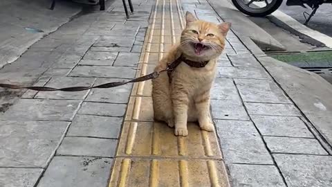 cat meowing